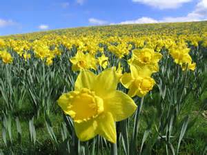  DAFFODILS...SUMMARY,ANALYSIS AND SAMPLE WAEC/NECO QUESTION AND ANSWER (100)